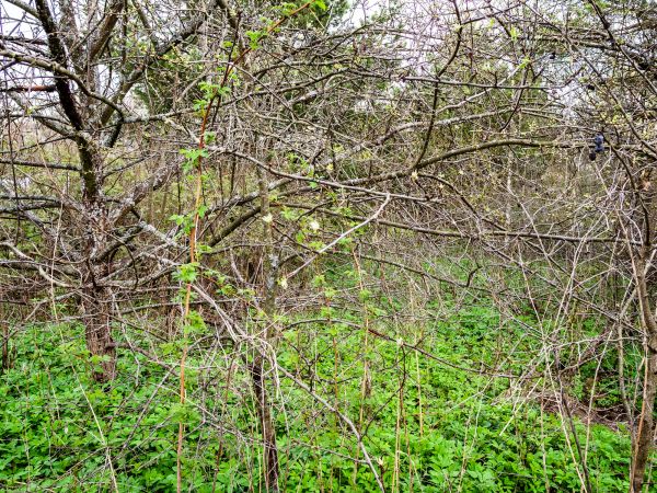 Underbrush Clearing in Wexford