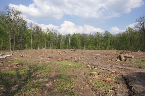 Pasture Clearing in Wexford