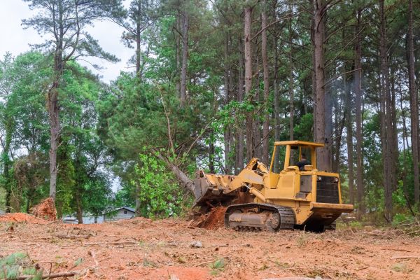 Forest Thinning in Wexford