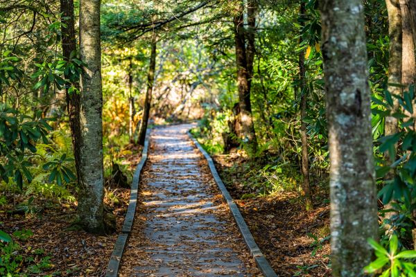 Trail Clearing in Wexford